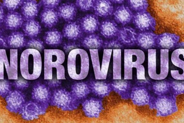 biological picture of the norovirus