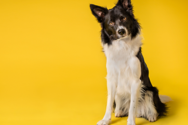 Yellow backdrop with a dog sitting in front of it