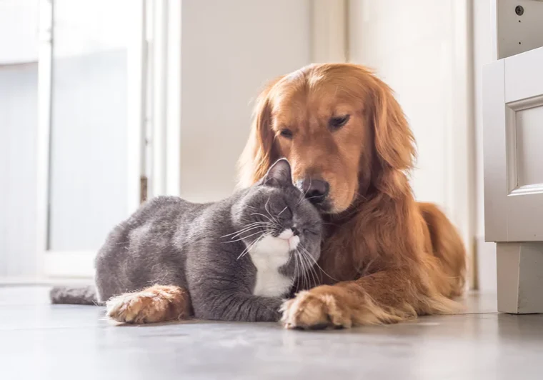 Golden retriever dog and grey cat snuggling on the floor